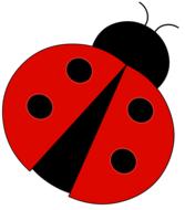 ladybug insect as a illustration