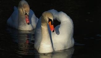 gorgeous Swans Animals Bird