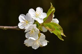 Summer Apple Blossom Bloom