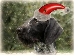 hunting dog in christmas hat