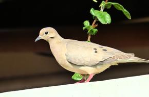 gorgeous Paloma Ave Bird