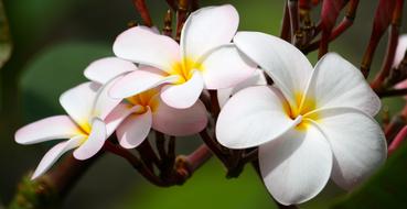 Plumeria Garden Flower