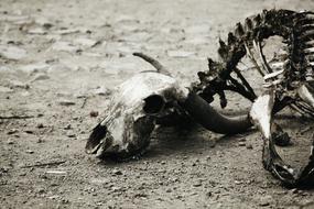 Bones Fossils Decay black and white