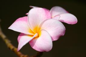 Plumeria Pink Tropical