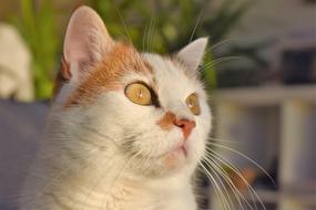 White and red Cat face close up