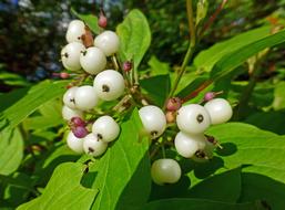 Plant Sambucus Berry Volchya