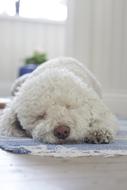 incredible dog Truffle White