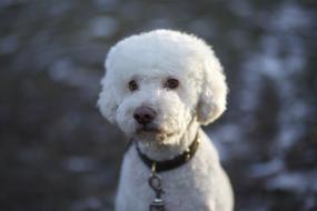 white fluffy poodle