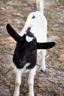 tiny black and white goat baby