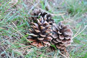 Pine Cones Nature macro