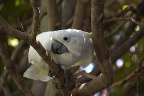 Cockatoo Parrot White bird