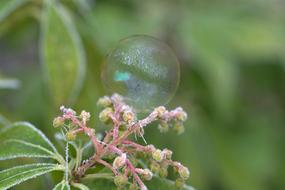 Soap Bubble and flowers