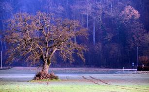 Tree Winter Landscape