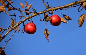 Apple Tree Fruit