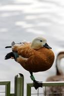 Ogar Red Duck