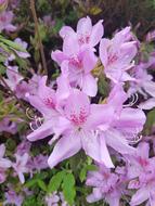 Flower Pink Flowers
