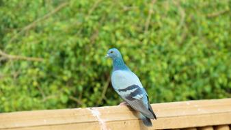 blue dove close up on blurred background