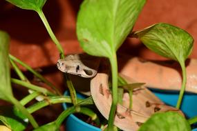 Boa Constrictor, young Snake coiled on plant