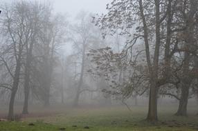 Fog trees green grass view