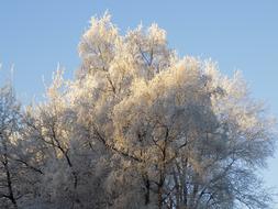Frost Cold Frozen