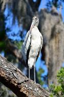 wood stork sits on a tree in Florida