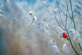 gorgeous Cardinal Bird Wildlife