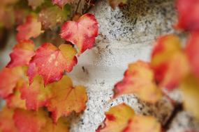 Ivy Stone Wall Nature