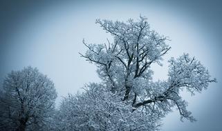 Winter Nature Tree