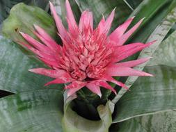 Aechmea Striped Fasciata