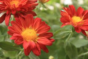 Red Daisy Flower Garden macro