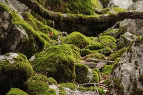 Musk Rocks at Nature