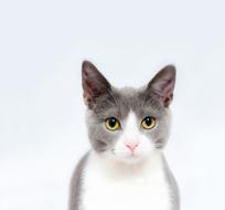 portrait of gray-white cat