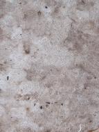 Texture Stone Stain drawing