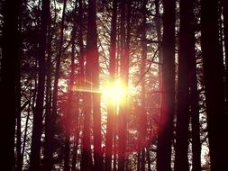 Sun Forest Trees