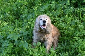 spaniel sits on green grass