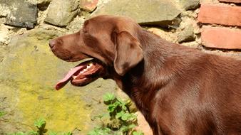 brown dog with open mouth