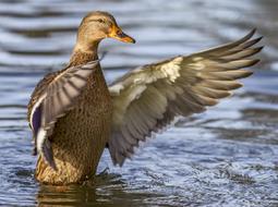 Beautiful, colorful and cute duck bird in the water, with ripple
