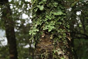 New Zealand Tree Wood Forest