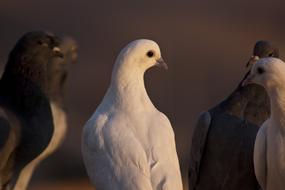 flock of pigeons close up