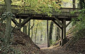 Woods Bridge Forest