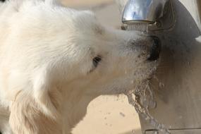 Drink Water Dog