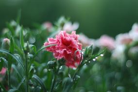 Pink Spring Flower