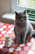 Cat British with mouse