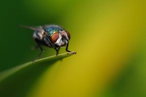 photo of a fly on a cloudy green background