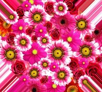summer flowers pink nature plant