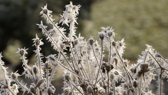 Flower Seeds Winter