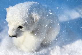 gorgeous Polar Bear Predator Animal