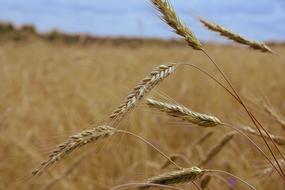 Rye Field Spikes