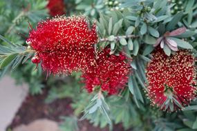 Dwarf Bottlebrush Little John