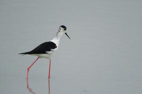 Pisila Stilt Himantopus